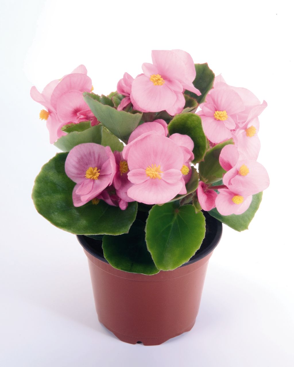 Wax Begonia